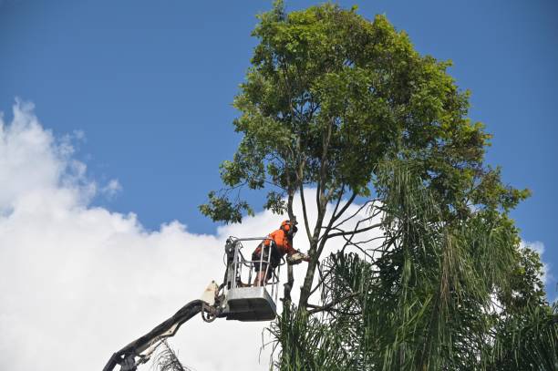 Professional Tree Removal Services in Horseshoe Bend, AR